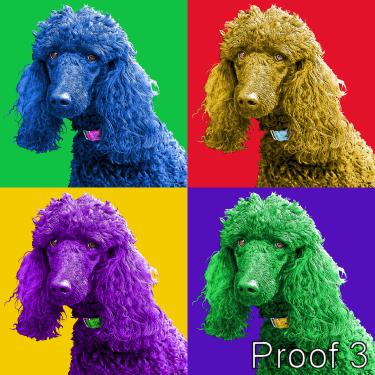 Poodle pop art portrait custom art