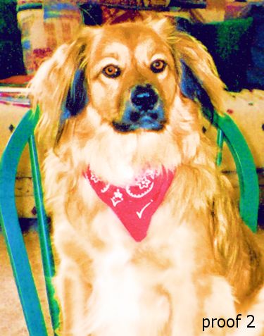 Cool Dog Portrait