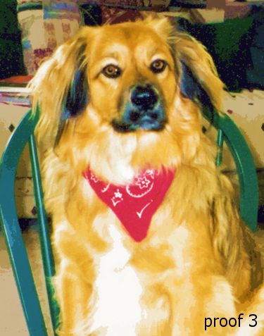 Dog portrait