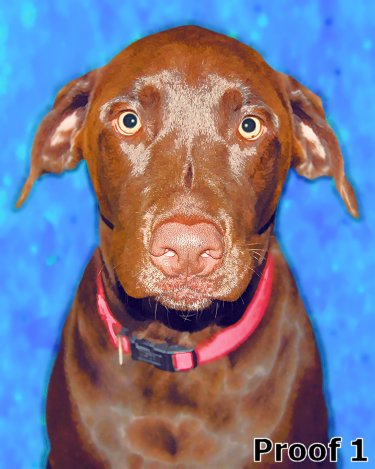Custom Labrador Retriever Portraits from your photos