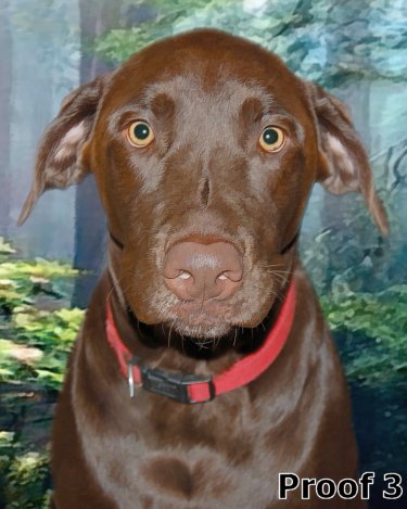 Labrador Retriever art 