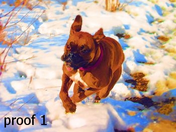 Breed specific boxer art and gifts