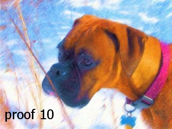 gifts and portraits for the boxer fancier