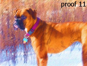 Boxer art