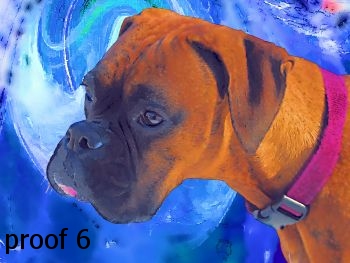 Breed Specific boxer dog art