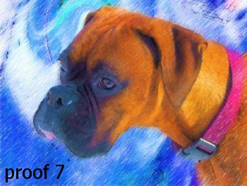 boxer dog portrait