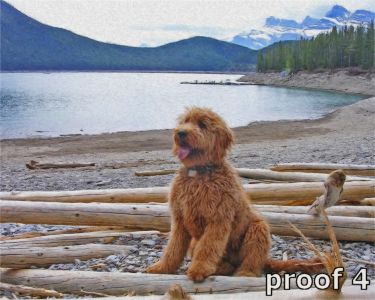 Golden Doodle portraits and gifts