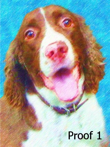 English Springer Spaniel Custom Pet Portrait