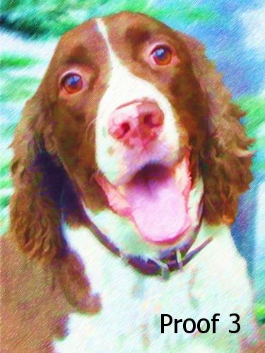 English Springer Spaniel Portrait Art