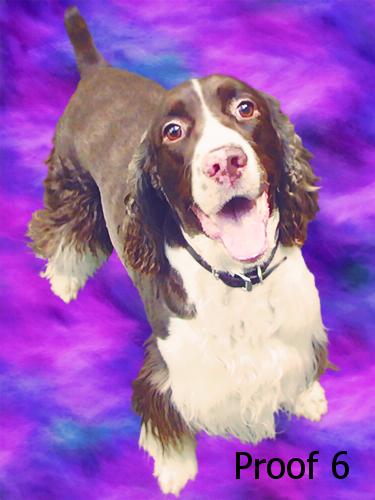 English Springer Spaniel breed specific art