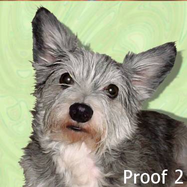 Carin Terrier custom dog art