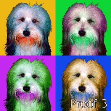 Custom Bearded Collie pop art