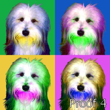 Bearded Collie gifts and  pop portraits