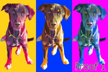 Shepherd portraits and art