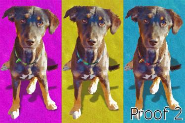 Shepherd Mix