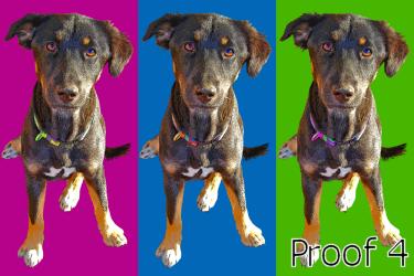 Shepherd Mix gifts and portraits