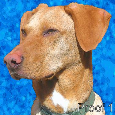 Viszla portrait