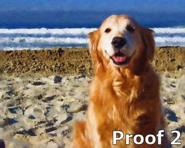 Golden Retriever portraits