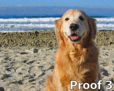 Golden Retriever portraits and golden Rteriever gifts