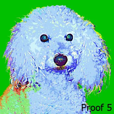 Poodle art warhol style portrait