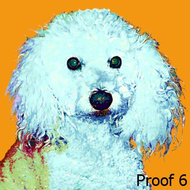 Poodle portraits pop art type