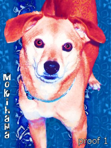 pet pop art dog portrait