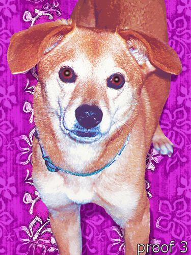 Dog pet pop art portrait