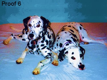 Dalmatian Art