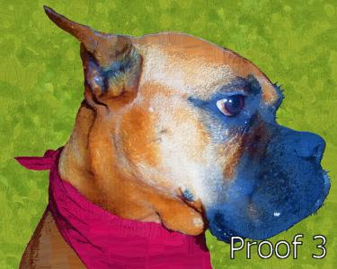Boxer dog portrait