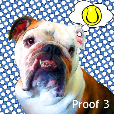 English Bulldog Portraits
