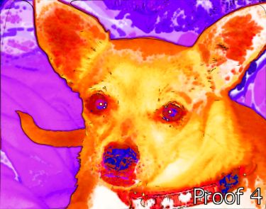 Chihuahua portraits