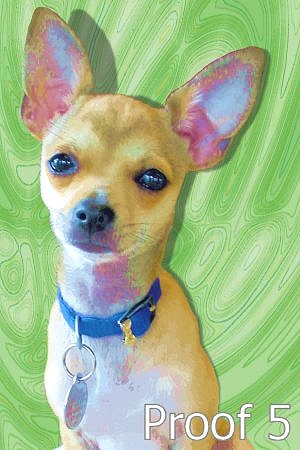 pop art pet portraits chihuahua