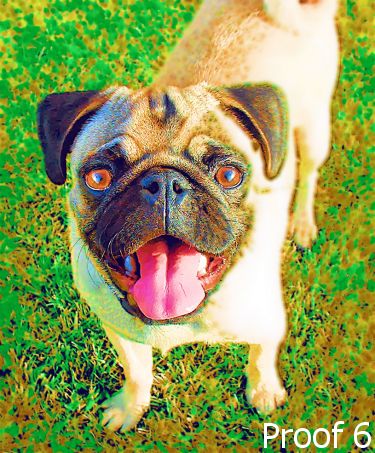 Puggie portraits pop art 