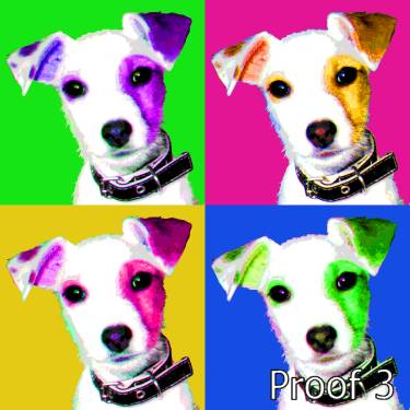 Breed specific Jack Russell Puppy Portrait