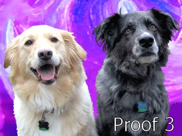 Portrait of 2 dogs