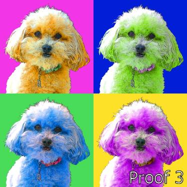 Poodle pop art portrait custom art