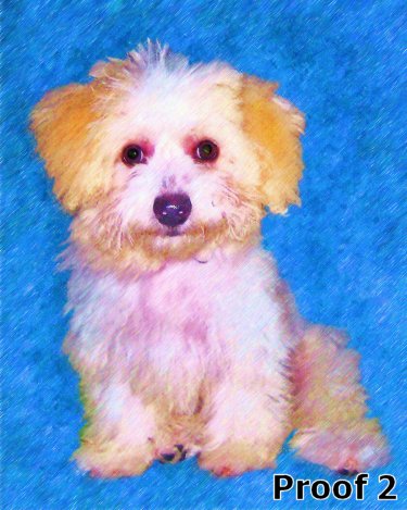 Poodle cool art portrait 