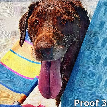Chocolate Labrador portraits and gifts