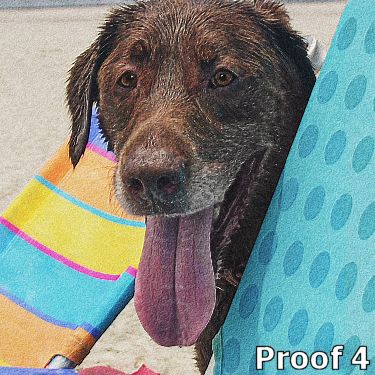 Chocolate Labrador gifts and portraits