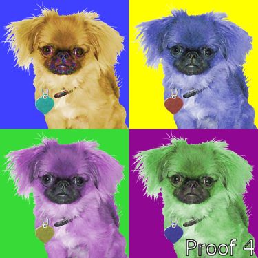  breed specific pet portrait Japanese Chin