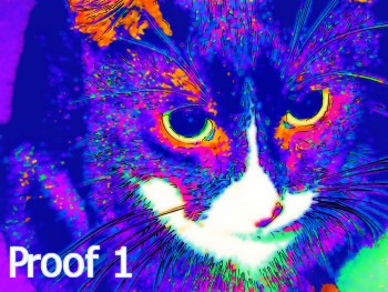cat pop art