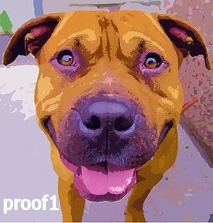 Pit Bull Art