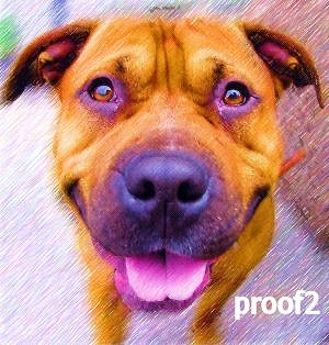 Pit Bull Portraits
