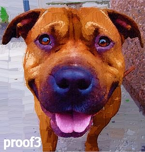 Portrait of a Pit Bull Art 