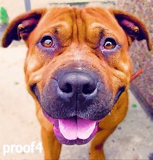 Art Portraits of your Pit Bull