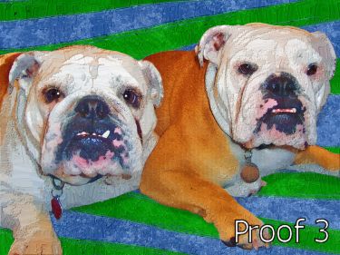 English Bulldog Custom Portraits