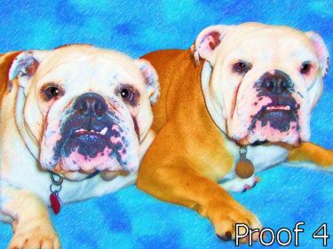 English Bulldog Breed Specific gifts