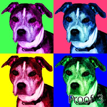 Portrait of a Pit Bull Art 