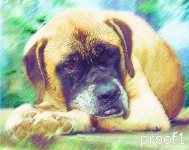 pop art pet portrait mastiff 