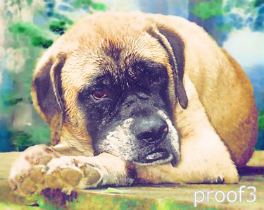 pop art pet portrait mastiff 